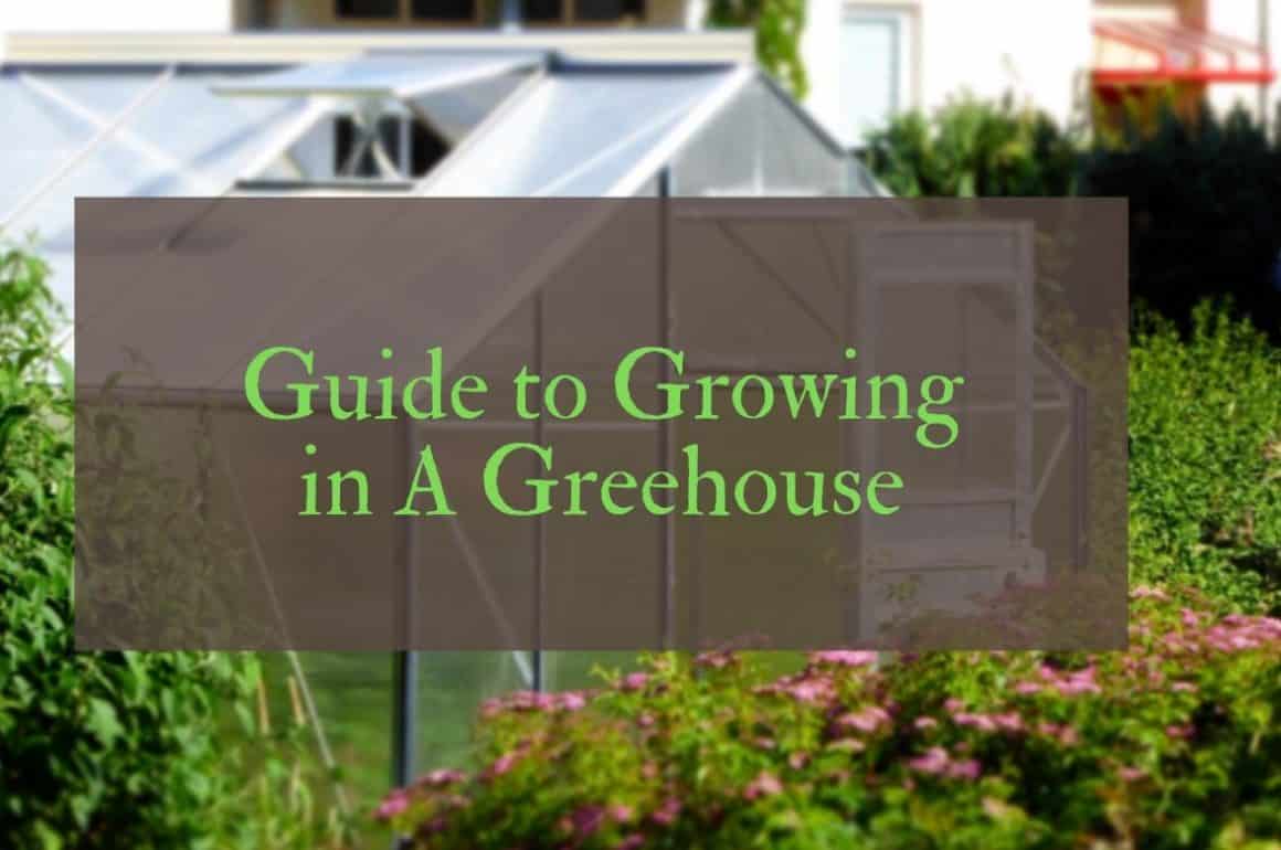 What can you grow in a greenhouse? Garden & DIY Blog