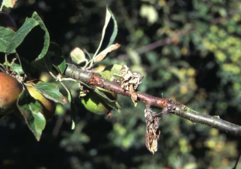 Identifying Apple Tree Pests and Diseases in the UK